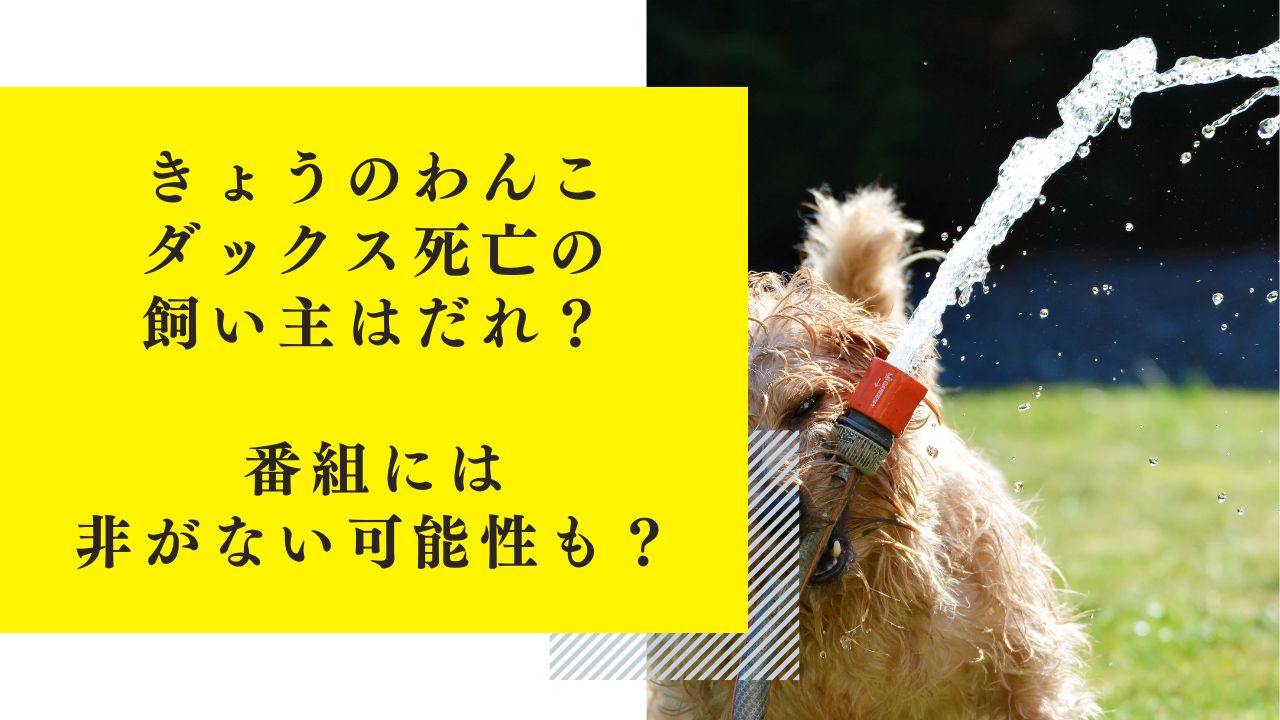 きょうのわんこ・ダックス死亡の飼い主はだれ？番組に非がない可能性も？